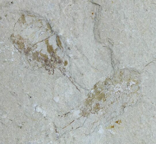 Three Cretaceous Fossil Shrimp - Lebanon #61564